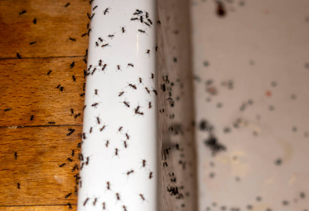Best Affordable Pest Control Services  in Webster City, IA